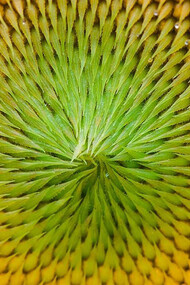 The golden angle and the pattern of sunflower seeds