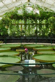 Victoria amazonica