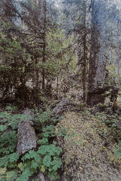 Kirstin Lamb, Pacific northwest trail with nurse log (Near Seattle), 2025. Courtesy of Gallery Naga