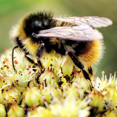 La ricerca del nettare, scatto di Walter Maria Calarco