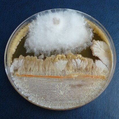 Il Fusarium venenatum rappresenta un esempio innovativo di biotecnologia applicata all’alimentazione. Coltura del microfungo Fusarium