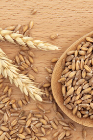 Chicchi e spighe di farro