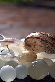 Snail Caviar