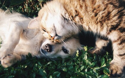 Il rapporto tra cane, gatto e uomo nasce dall’osservazione reciproca: loro leggono il nostro corpo e i nostri segnali meglio di quanto noi sappiamo leggere i loro