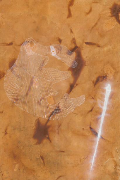 Judy Watson, midden shell with shooting star (detail), 2004. Courtesy of National Gallery of Australia