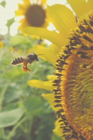 Los últimos doce meses han traído grandes noticias para el catálogo mundial de la biodiversidad vegetal