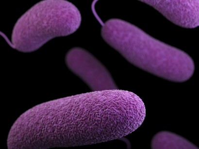 Escherichia coli est une espèce de bactéries peuplant, entre autres, notre microbiote intestinal. Certaines souches sont pathogènes et peuvent provoquer des infections