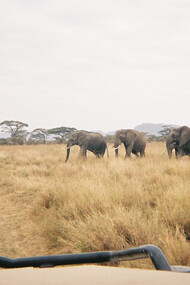 Tanzanie. Il y a des voyages qui sont un bain de liberté, à cause de l'immensité des lieux, de l'indescriptible et de l'impossible à faire disparaître