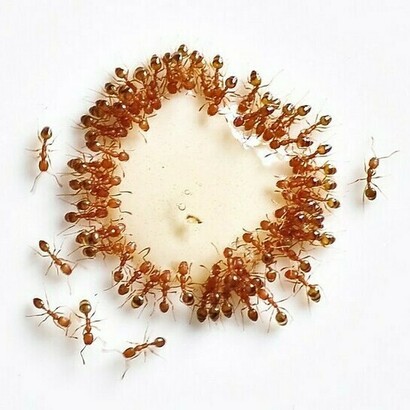 A group of ants interacting with honey