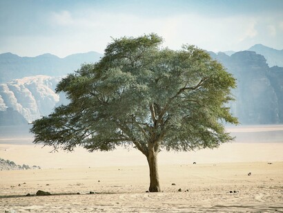 Rooted in desolation, the tree embodies the challenge of being-with-others when the self feels disconnected