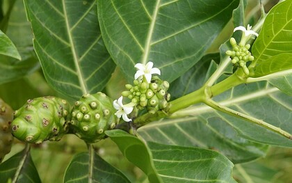 Once known mainly for its use in traditional remedies, the noni plant is now under scientific scrutiny for its antimicrobial potential