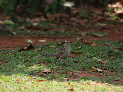 Al dejar ir, el vínculo no se rompe: se transforma en memoria, gratitud y libertad