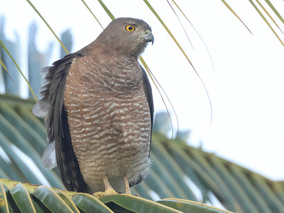 Shikra from balcony of Poojakanda (c) Gehan de Silva Wijeyeratne