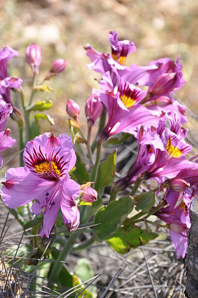 Los valles más regados alcanzan un rosa brillante. El desierto florido es la gran anomalía del momento