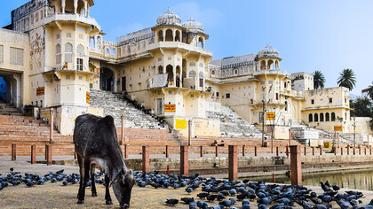 A cow stands calmly in front of a flock of pigeons in Ajmer, Rajasthan, India