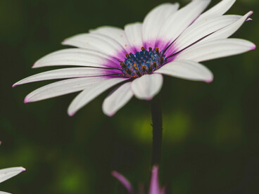 A través de la historia de Dulce Nombre, Espina exhibe la fragilidad de la libertad femenina frente a una estructura que legitima su cosificación, suplantando su deseo por el mandato del sacrificio