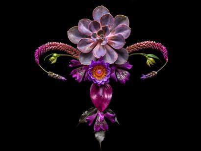 Catharina Suleiman, obra de la serie Útero