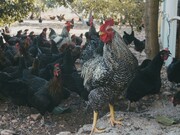 Galinheiro. Às vezes passo horas pastoreando as galinhas aqui na quinta. Me divirto ao vê-las ciscando o chão enquanto o Reiki se finge de bravo, como se fosse um cão de guarda a serviço do mundo
