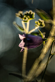 The heart of healing, ph. M. Stillwater