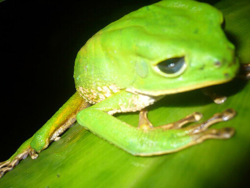 El Parque Nacional es conocido por su rica biodiversidad, en particular por cientos de especies de aves, incluyendo guacamayos, que se alimentan en collpas de arcilla en sitios como Blanquillo. Phyllomedusa camba, Parque Nacional de Manu, Peru