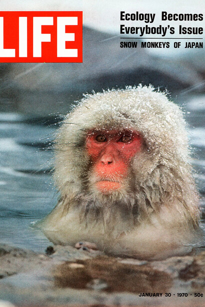 Co Rentmeester, The female snow monkey in the hot springs of Japan’s Shiga Mountains was Life magazines cover, 1970. Courtesy of Foam © The Life Picture Collection, image by Co Rentmeester