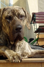 Fila brasileiro en un entorno doméstico