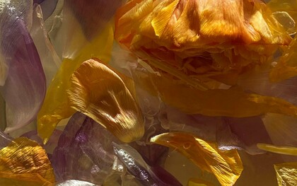 La aromaterapia trabaja con aceites esenciales de las plantas para mejorar la calidad de vida