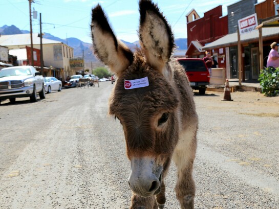 The burros in Oatman are the descendants of the pack animals that carried gold and equipment into and out of the mines