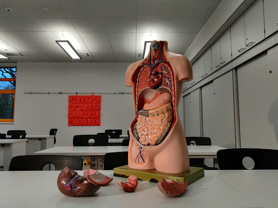 The organs keep our body alive, balanced, and functioning as one system