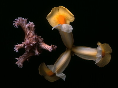 Carlo Maccà, Iris 