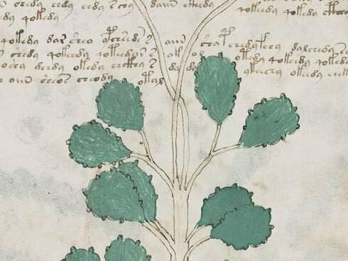 Página do Manuscrito de Voynich. Ele não corresponde a nenhum idioma conhecido ou código já decifrado. A caligrafia é fluida e parece ter sido escrita com grande familiaridade, sugerindo que o autor dominava esse sistema
