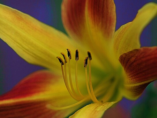 Paz interior: necesitaba despojarme de las camisas y quedarme con la piel. Necesitaba sentir el frío de la ignorancia para saber hacia dónde caminar