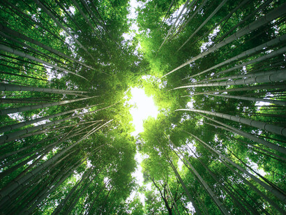 A vibrant bamboo canopy overhead, representing nature’s blueprint for renewable building solutions