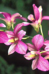 New York Botanical Garden Orchid Show, Dendrobium