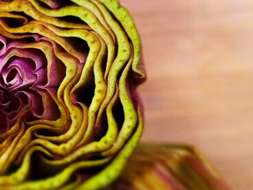 La raccolta avviene tra marzo e maggio, quando il carciofo raggiunge la sua piena maturazione e gusto ideale