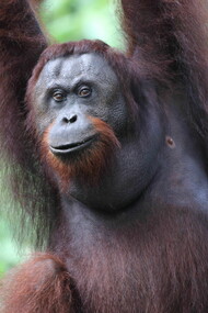 Gehan de Silva Wijeyeratne. Sepilok