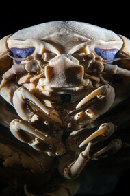 Isópodo del género Bathynomus