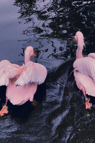 Cisnes cor-de-rosa nadam em lago 
