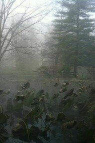 Fiori di loto nel bosco