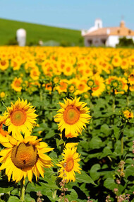 Girasóis em campo, Cádiz, Espanha