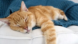 L’essenzialismo invita a distinguere ciò che è davvero importante da ciò che è solo distrazione