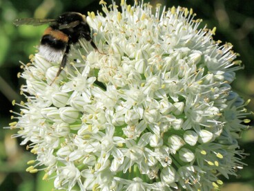 Il suo gusto delicato la rende ideale anche da consumare cruda, senza risultare pungente
