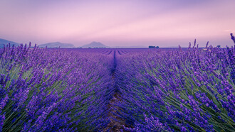 Lavandula angustifolia