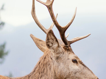 Around Great Falls, Montana, you get a classic Northern Plains–meets–Rocky Mountain mix of wildlife