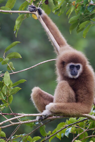 Un esemplare di gibbone: le scimmie sono molto sensibili alle iniquità alimentari