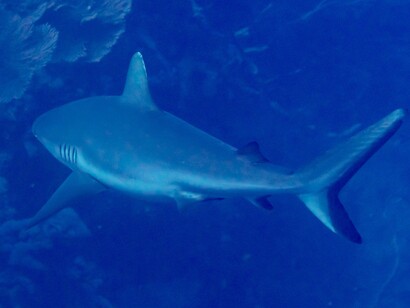 Da adulto misura in media dai 2 ai 3 m di lunghezza. Si riconosce in particolare per le pinne pettorali e la prima pinna dorsale, molto sviluppate, arrotondate alle estremità e con macchie bianche. Queste macchie, così come il ventre bianco, contrastano con il dorso e i fianchi, che sono grigi (o anche bronzo o beige). Squalo pinna bianca oceanico (Carcharhinus longimanus), Mar Rosso, Egitto