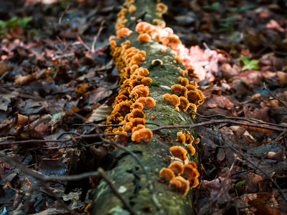 Tronco d'albero coperto da un gruppo di funghi
 