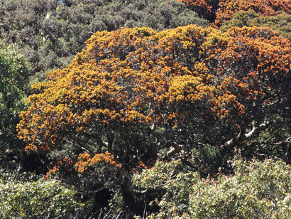 Umbrella-shaped crowns of trees at Horton Plains National Park, Sri Lanka (c) Gehan de Silva Wijeyeratne