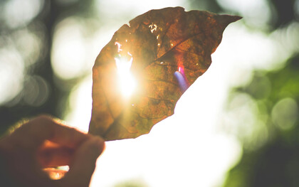 Sunlight shining through a leaf, representing love through one's capacity to feel love everywhere if they know how to identify it