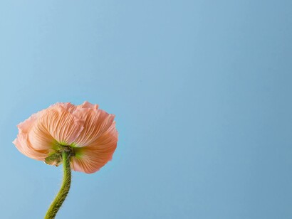 A single pink poppy, delicate yet resilient in all its beauty 